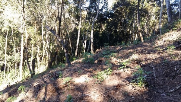 Polícia localiza roça de maconha com mais de 600 pés da planta em Itaiópolis