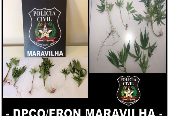 Polícia Civil cumpre mandado de busca e localiza plantas de maconha em Maravilha