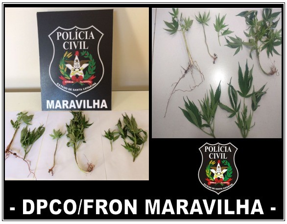 Polícia Civil cumpre mandado de busca e localiza plantas de maconha em Maravilha