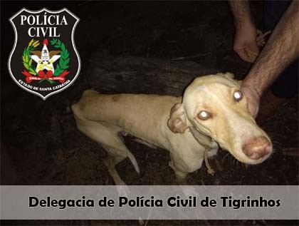 Polícia Civil resgata animais vítimas de maus tratos
