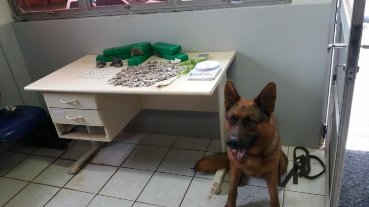 PM com ajuda do canil prende dois indivíduos com 3.700kg de maconha e 01 pé com 45cm altura em Chapecó