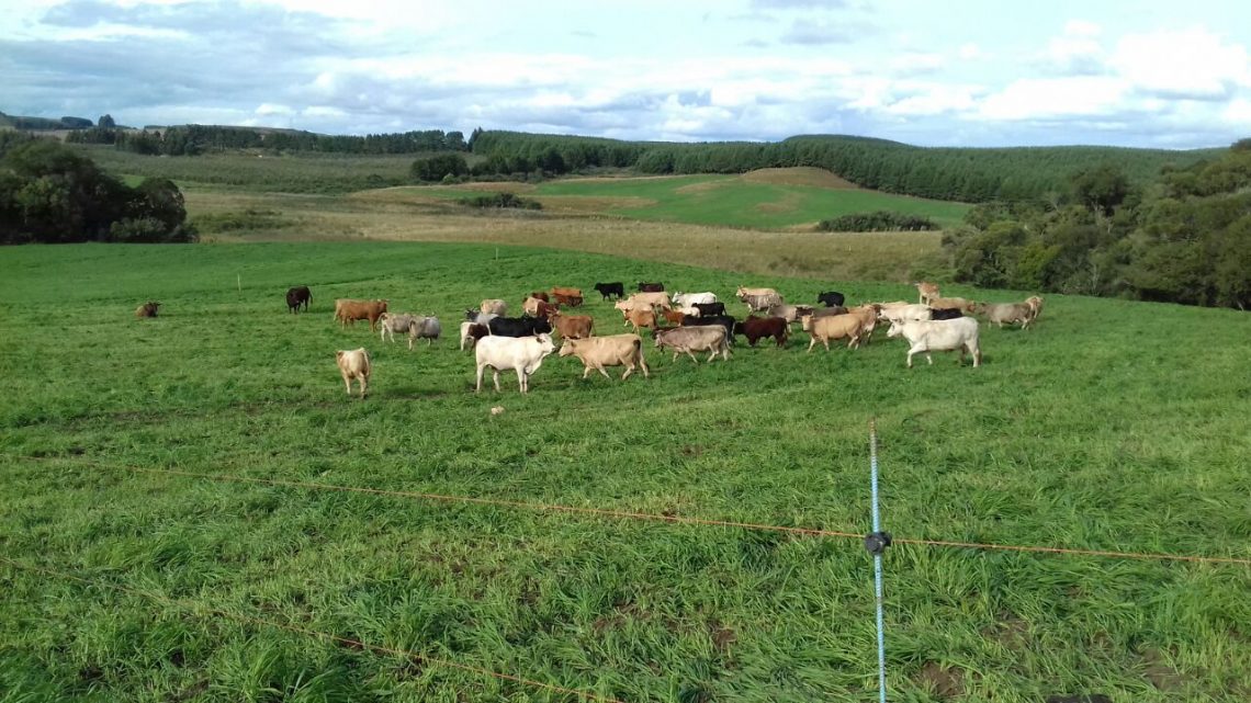 Santa Catarina avança na produção de carne bovina