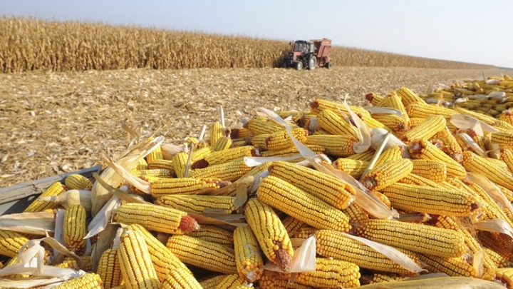 Santa Catarina terá produtividade recorde de milho