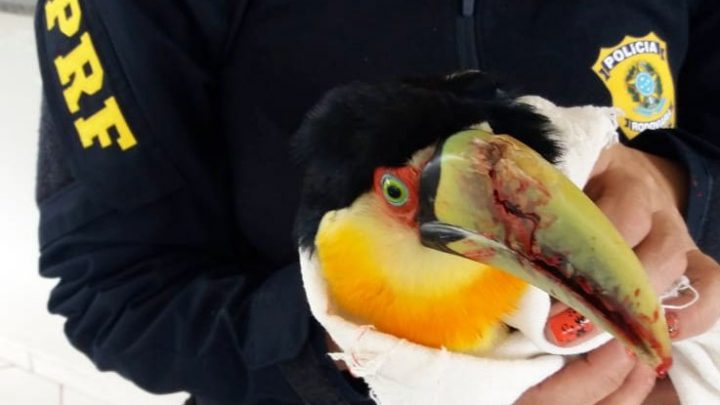 Tucano vítima de atropelamento é salvo em Xaxim