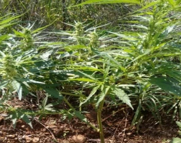 Plantação de maconha é encontrada no Oeste