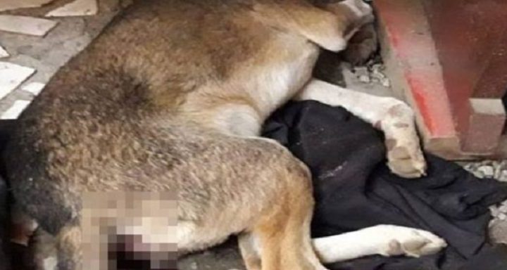 Cão morre após ser estuprado em Papanduva SC