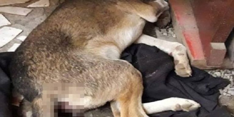 Cão morre após ser estuprado em Papanduva SC