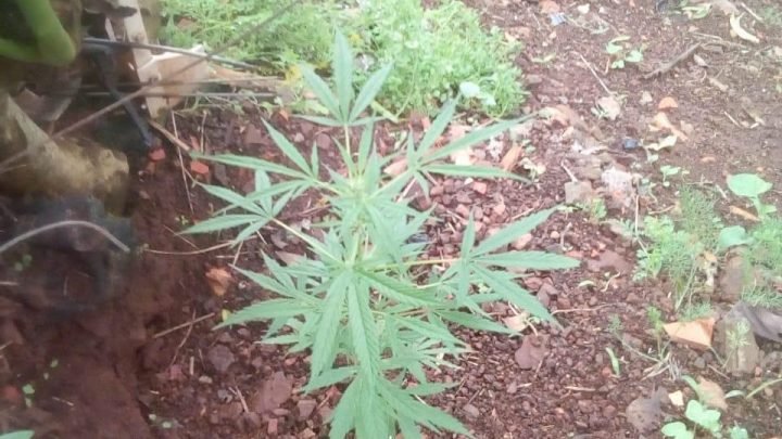 Polícia Civil prende foragido e apreende pé de maconha em SLO