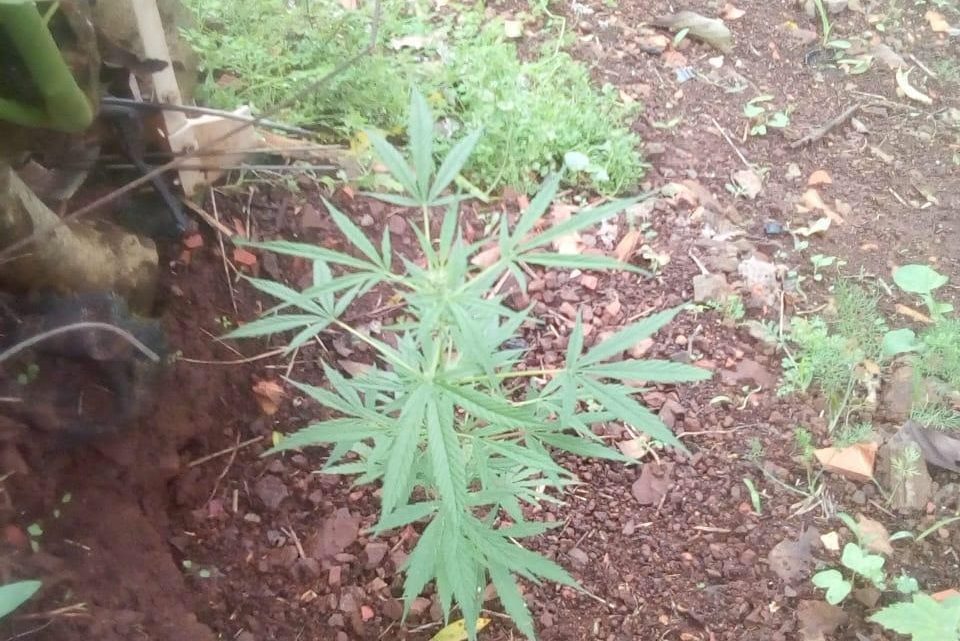 Polícia Civil prende foragido e apreende pé de maconha em SLO