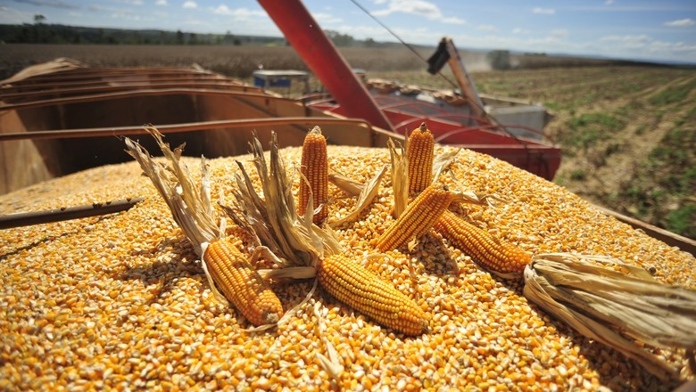 Santa Catarina amplia em 10% a produção de milho