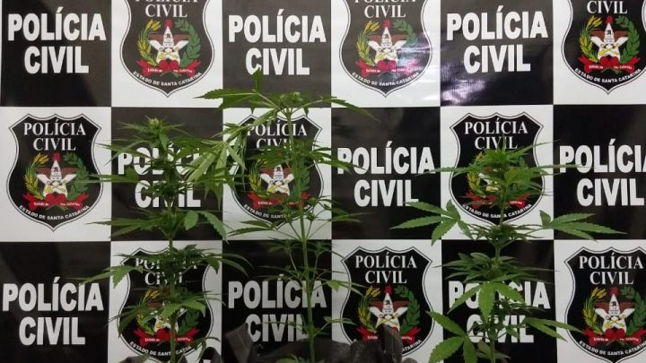 Polícia Civil encontra plantação de maconha em Bairro de Concórdia