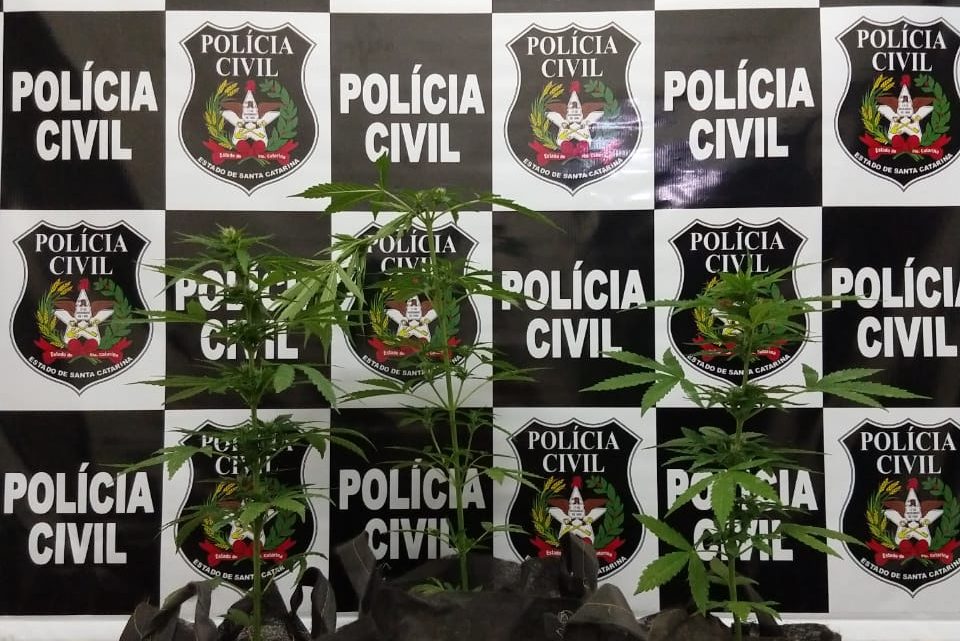 Polícia Civil encontra plantação de maconha em Bairro de Concórdia