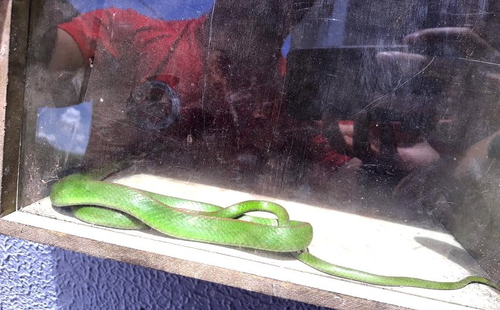 Cobra é encontrada na sala de uma residência em Chapecó