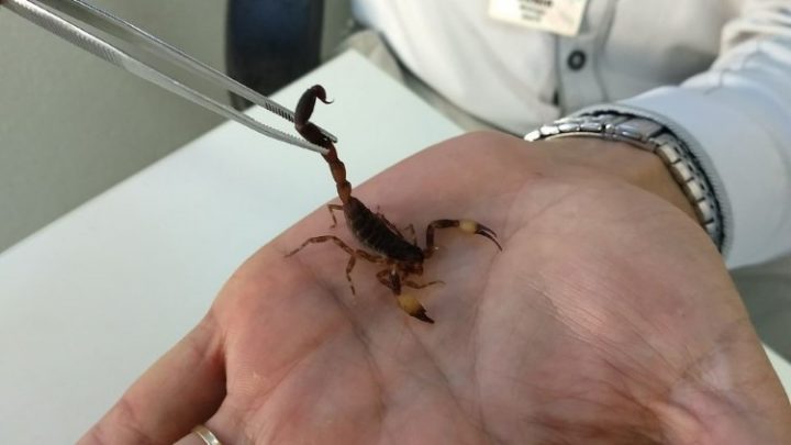 Picadas de animais peçonhentos aumentam no verão