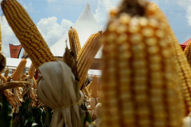 Safra catarinense de milho chega a 2,8 milhões de toneladas