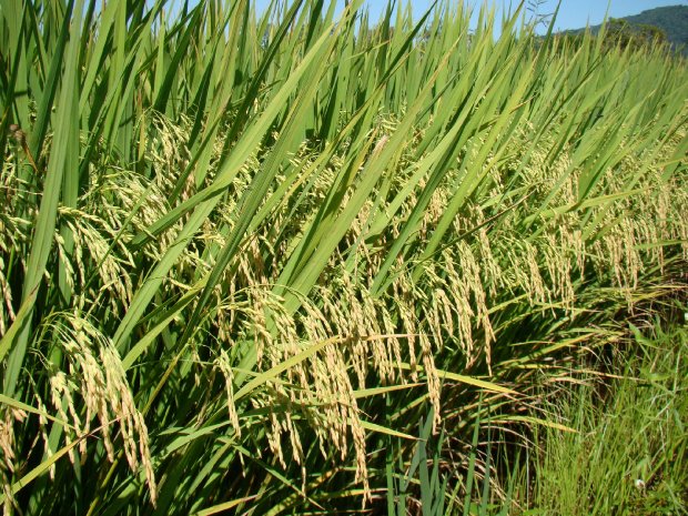 Segundo maior produtor nacional, Santa Catarina inicia a colheita de arroz