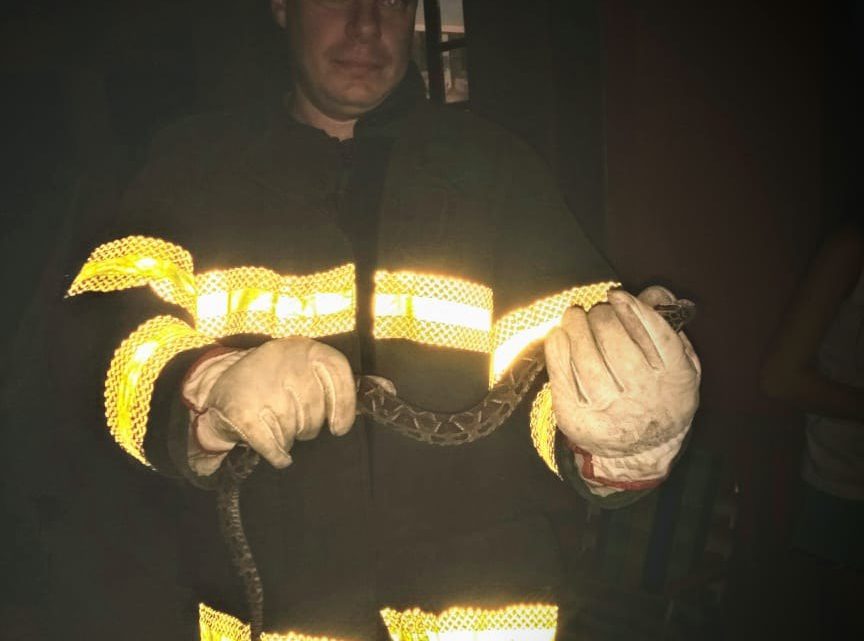 Cobra Jararaca é capturada dentro de residência no bairro Efapi em Chapecó