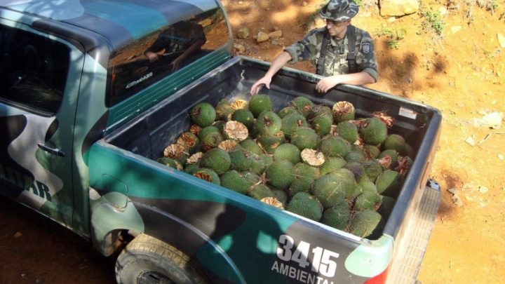 Policia Ambiental alerta para colheita e venda de pinhão que estão proibidas até 1º de abril