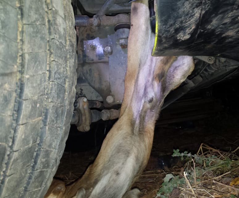 Bombeiros resgatam cachorro preso em motor de veículo em Chapecó