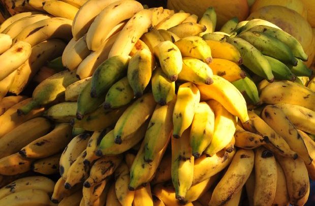 Santa Catarina registra exportação recorde de banana