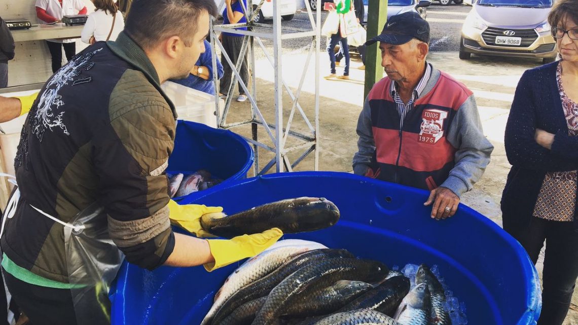 Produtores se preparam para a Feira do Peixe Vivo em Chapecó