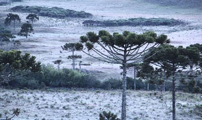 Massa de ar frio vai derrubar temperaturas e provocar geadas em Santa Catarina