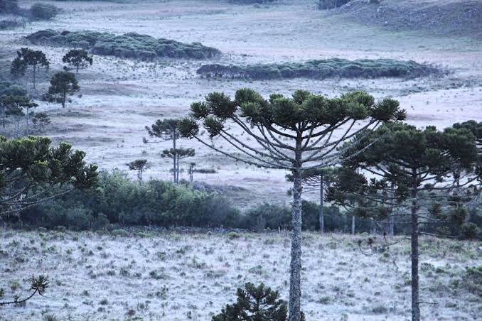 Massa de ar frio vai derrubar temperaturas e provocar geadas em Santa Catarina