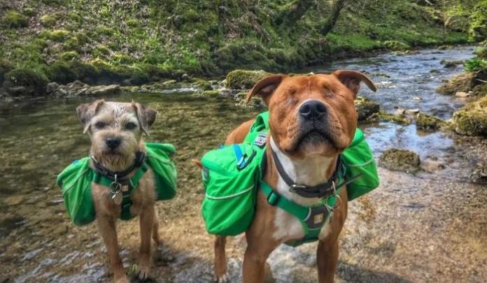 FOTOS: conheça o cachorro cego que tem um inseparável “cão-guia” e companheiro de aventuras