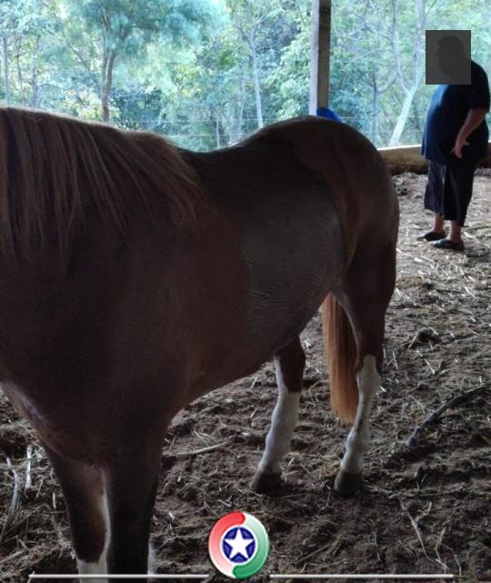 Rapaz ateia fogo em animal com óleo de motosserra no interior de São Lourenço