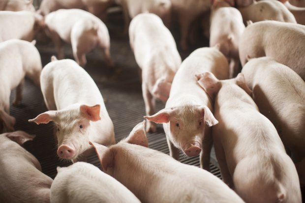 Março fecha com alta nas exportações de carne suína catarinense