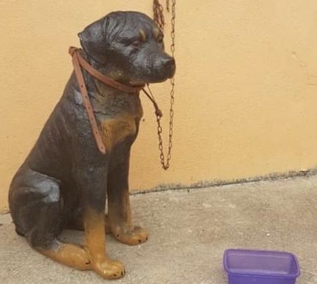 PM apura denúncia de maus-tratos, mas encontra cachorro de plástico