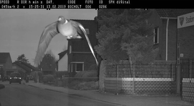 Pombo ‘ultrapassa limite de velocidade’ e é fotografado por radar