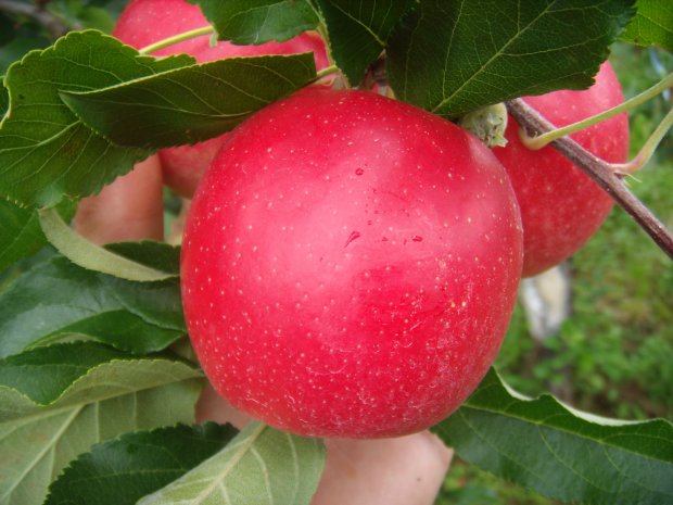 Venda de maçã na Europa reverte royalties para Santa Catarina