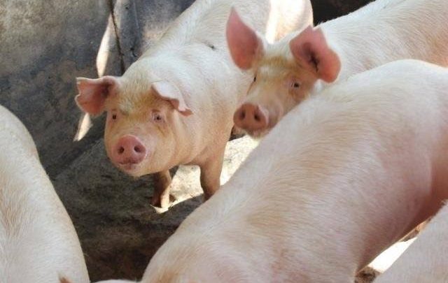 Suínos são furtados de propriedade rural no oeste