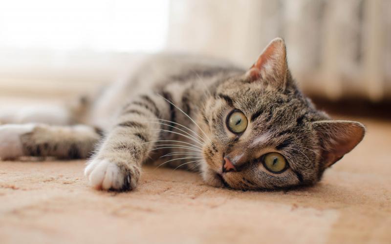 Justiça determina que gato tenha guarda compartilhada em Santa Catarina após separação dos tutores