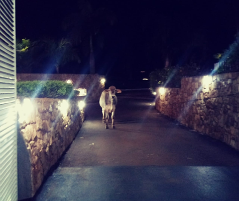 Inusitado: boi é flagrado ‘tentando entrar’ em motel