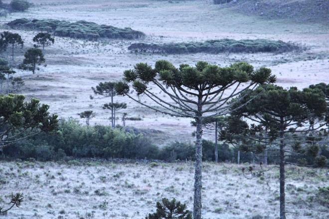 Defesa Civil alerta para frio extremo para Santa Catarina nos próximos dias