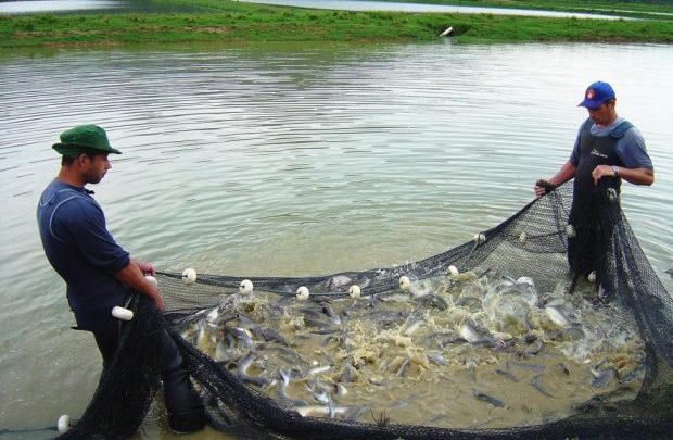 Santa Catarina aumenta em 10,6% a produção de peixes de água doce