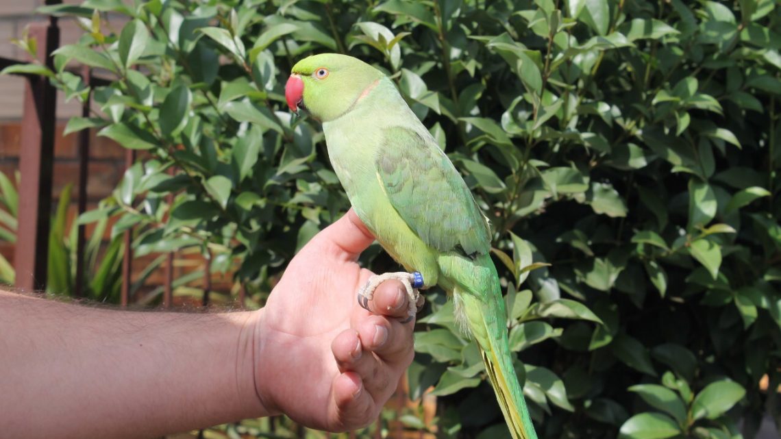 Chapecó recebe em setembro grande  feira de pássaros