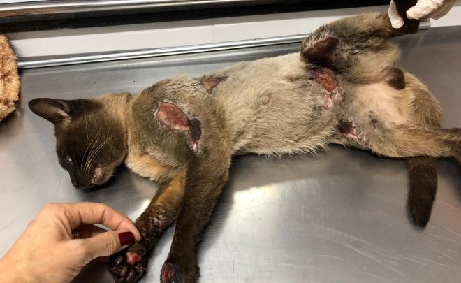 Gato é amarrado em motocicleta e arrastado por rua em Xanxerê