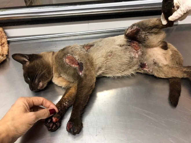 Gato é amarrado em motocicleta e arrastado por rua em Xanxerê