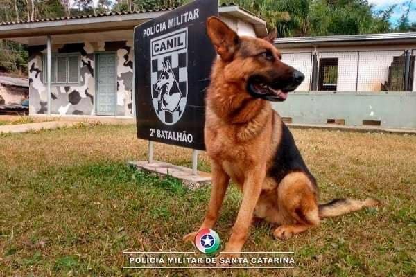 Morre o cão Max da Polícia Militar de Chapecó