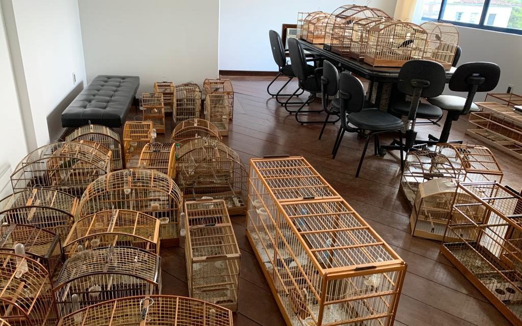Polícia Civil apreende 37 pássaros irregulares em residência no Sul do Estado