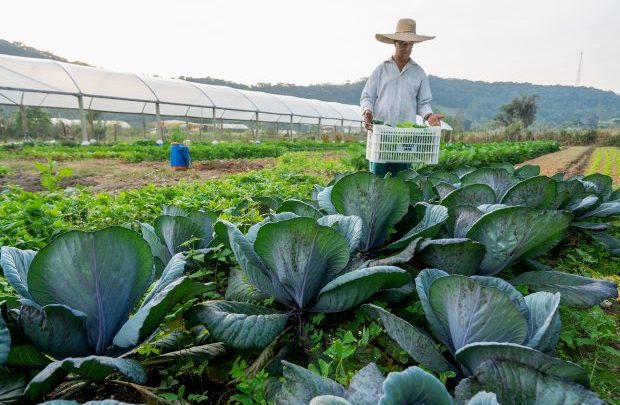 Agricultura familiar responde por metade do faturamento da agropecuária catarinense