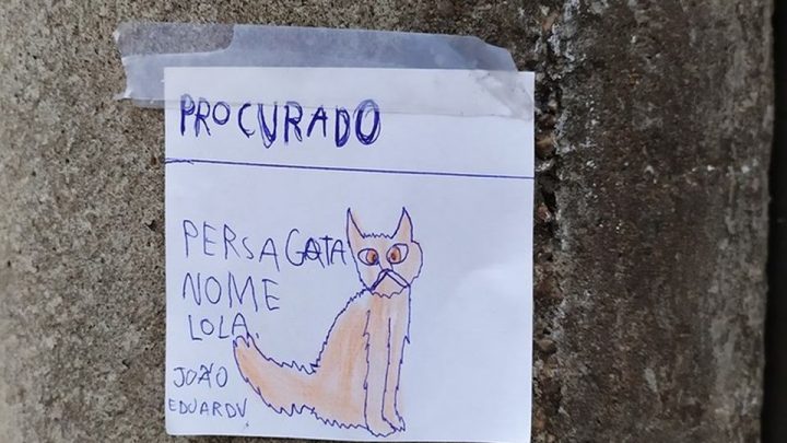 Menino de 8 anos espalha desenhos em postes de Blumenau em busca de gata ‘fujona’