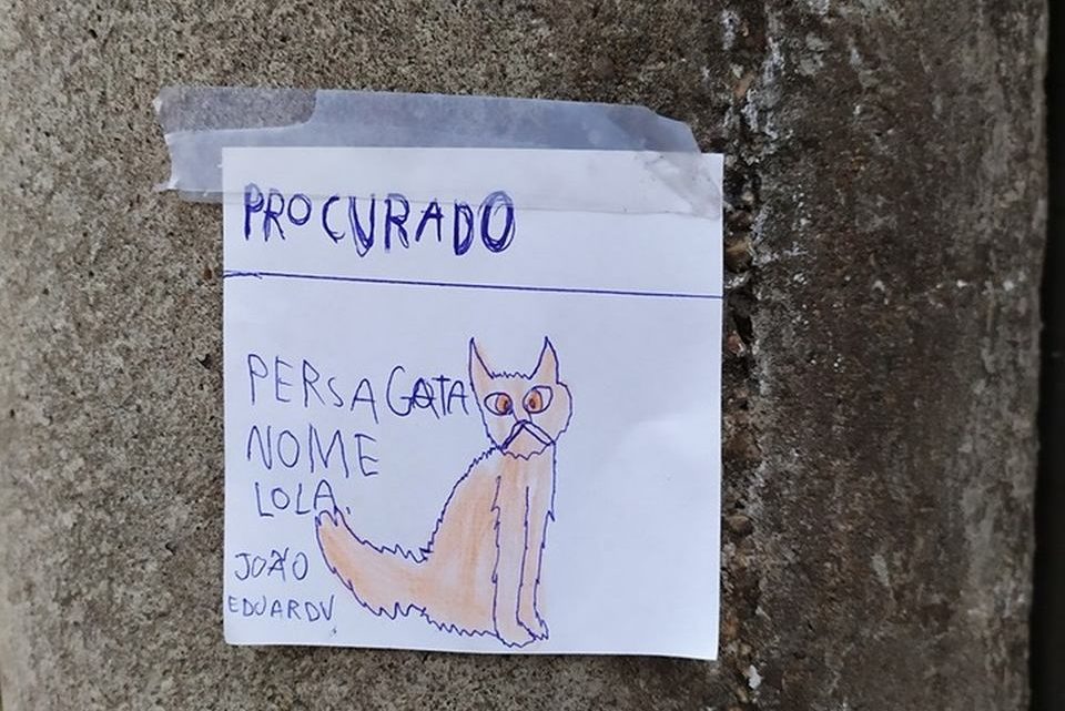 Menino de 8 anos espalha desenhos em postes de Blumenau em busca de gata ‘fujona’