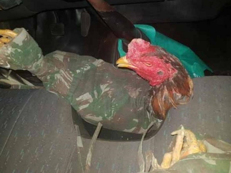 Polícia Militar fecha rinha de galo e encontra mais de 30 animais em Quilombo