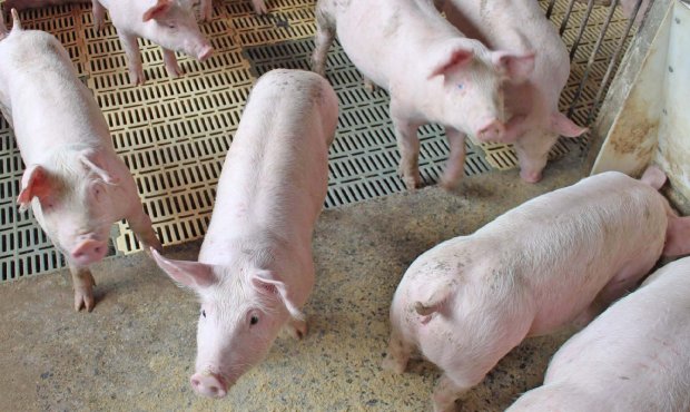 Santa Catarina amplia exportação de carne suína para a China