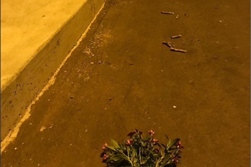 Quatro adolescentes vão responder por crime ambiental após arrancarem flores de avenida em Saudades