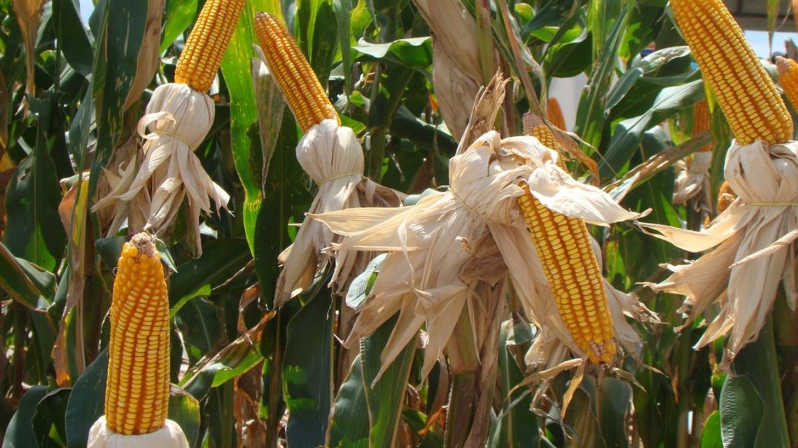 Escassez de milho em 2020 vai atrapalhar crescimento do agronegócio de SC